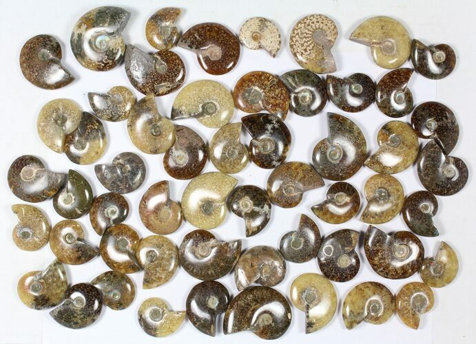 Lot: KG Madagascar Polished Ammonites (-) - Pieces #79349